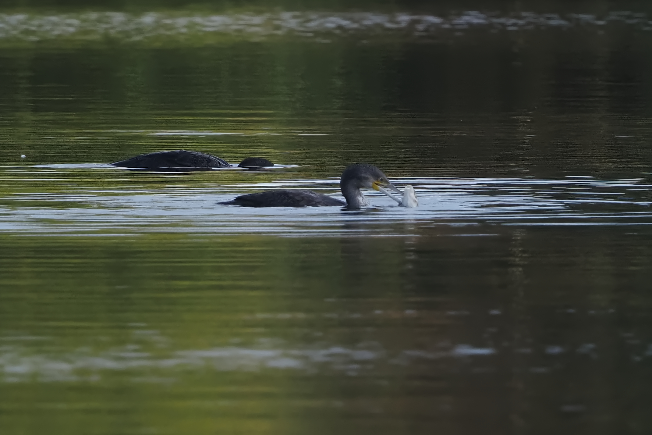 Cormorant