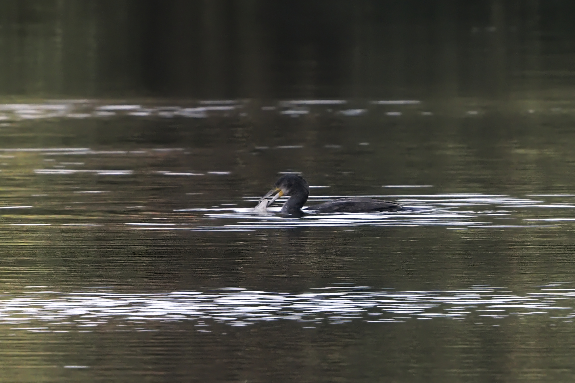 cormorant