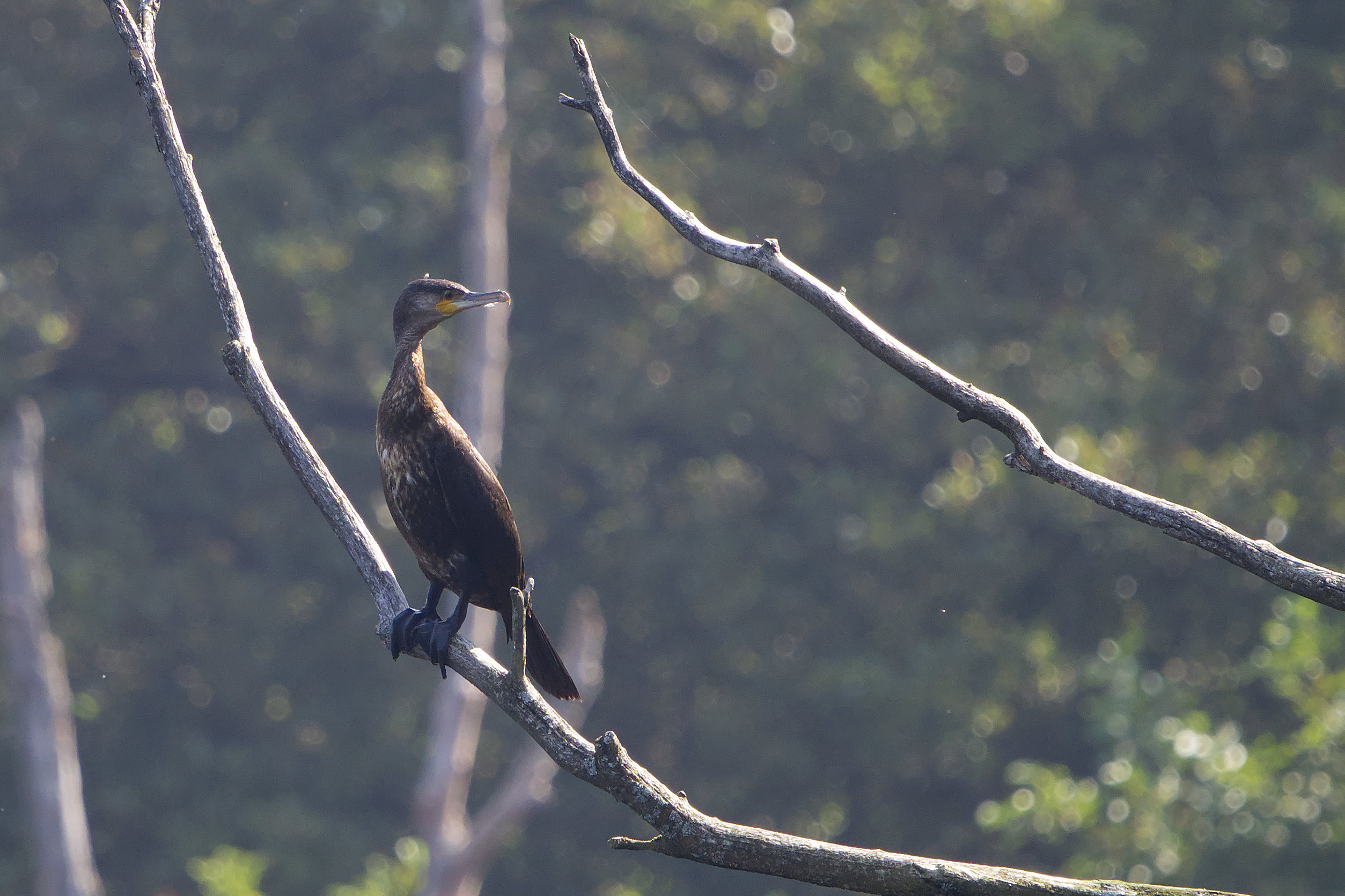 cormorant