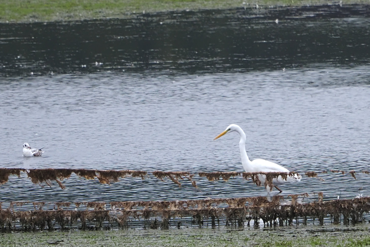 egret