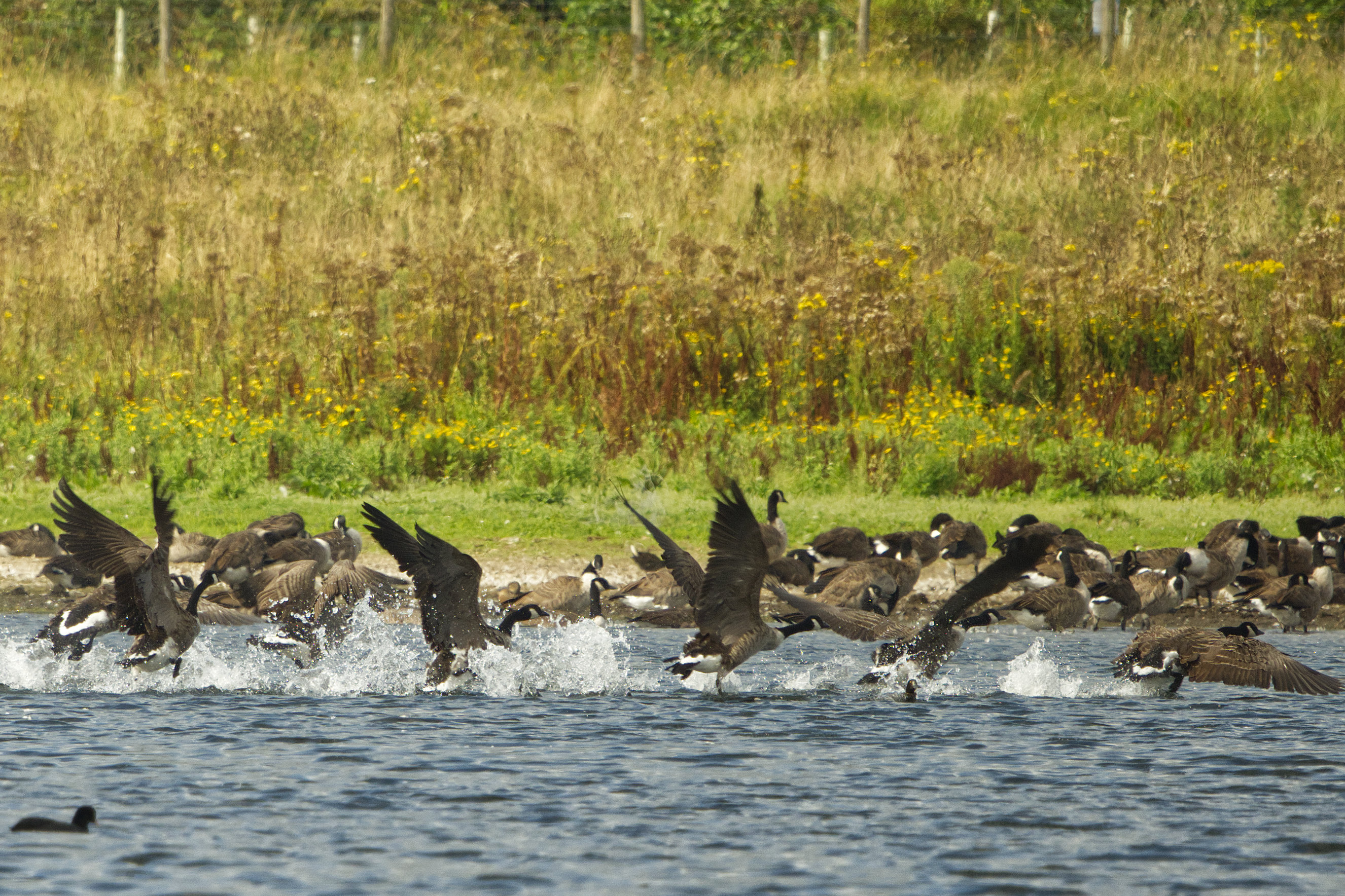 geese