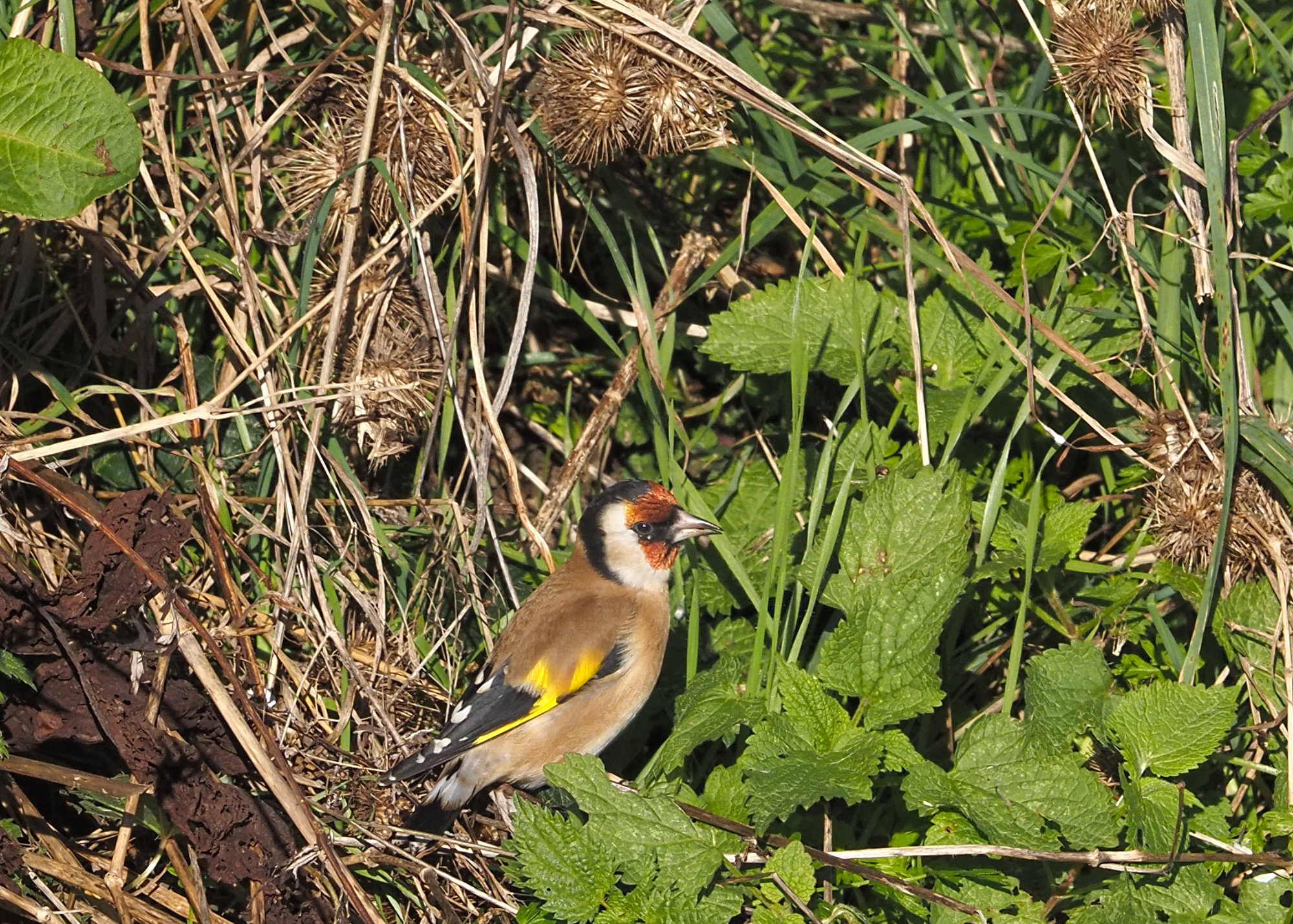 Goldfinch