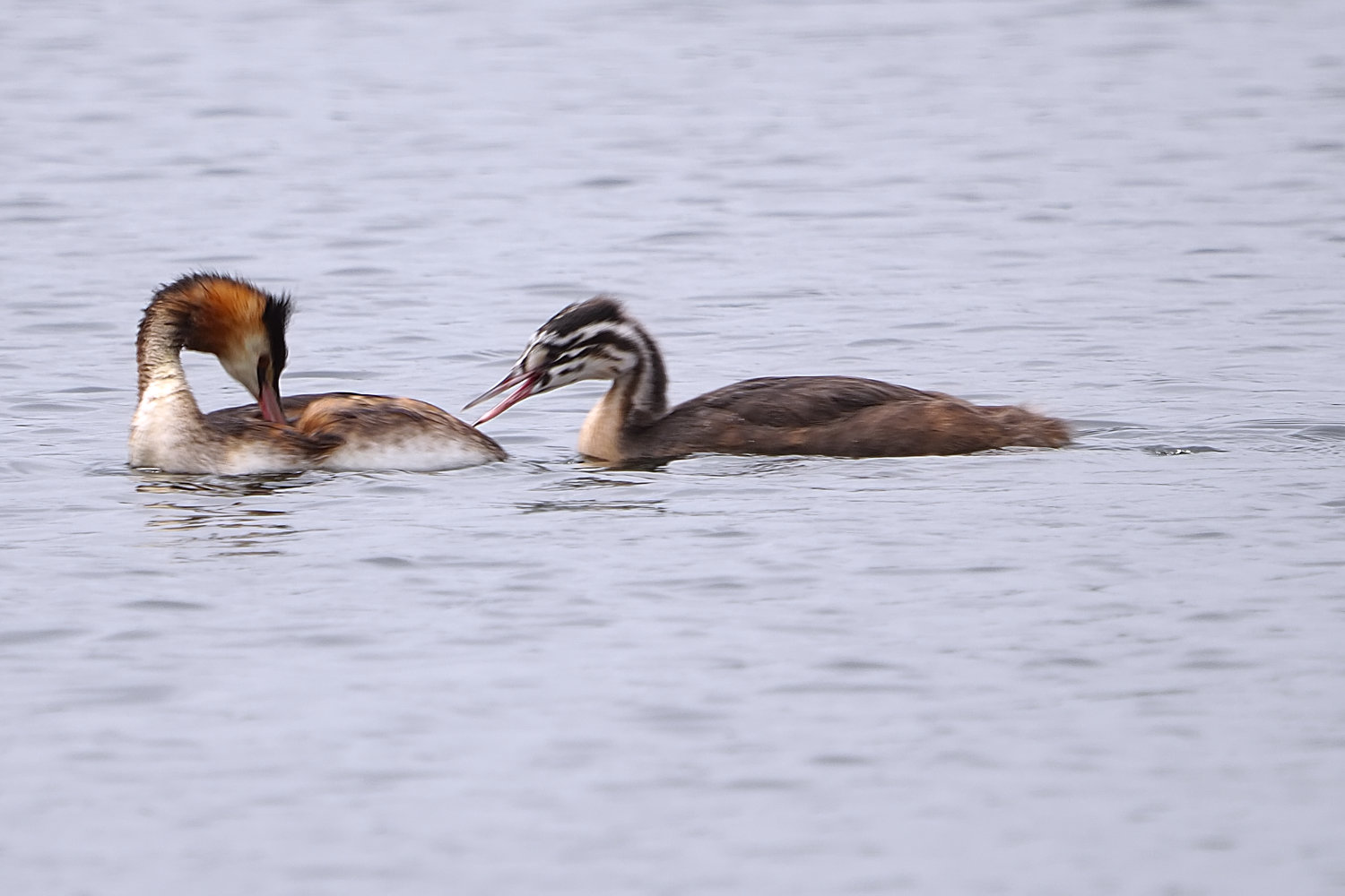 grebe