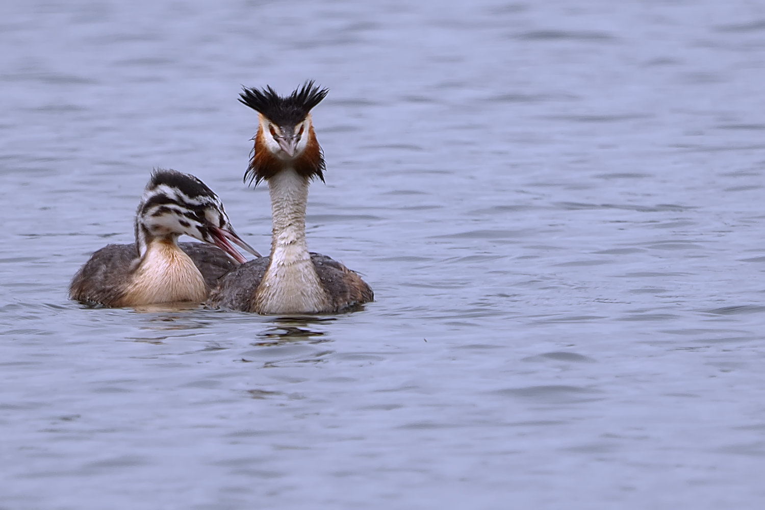 grebe