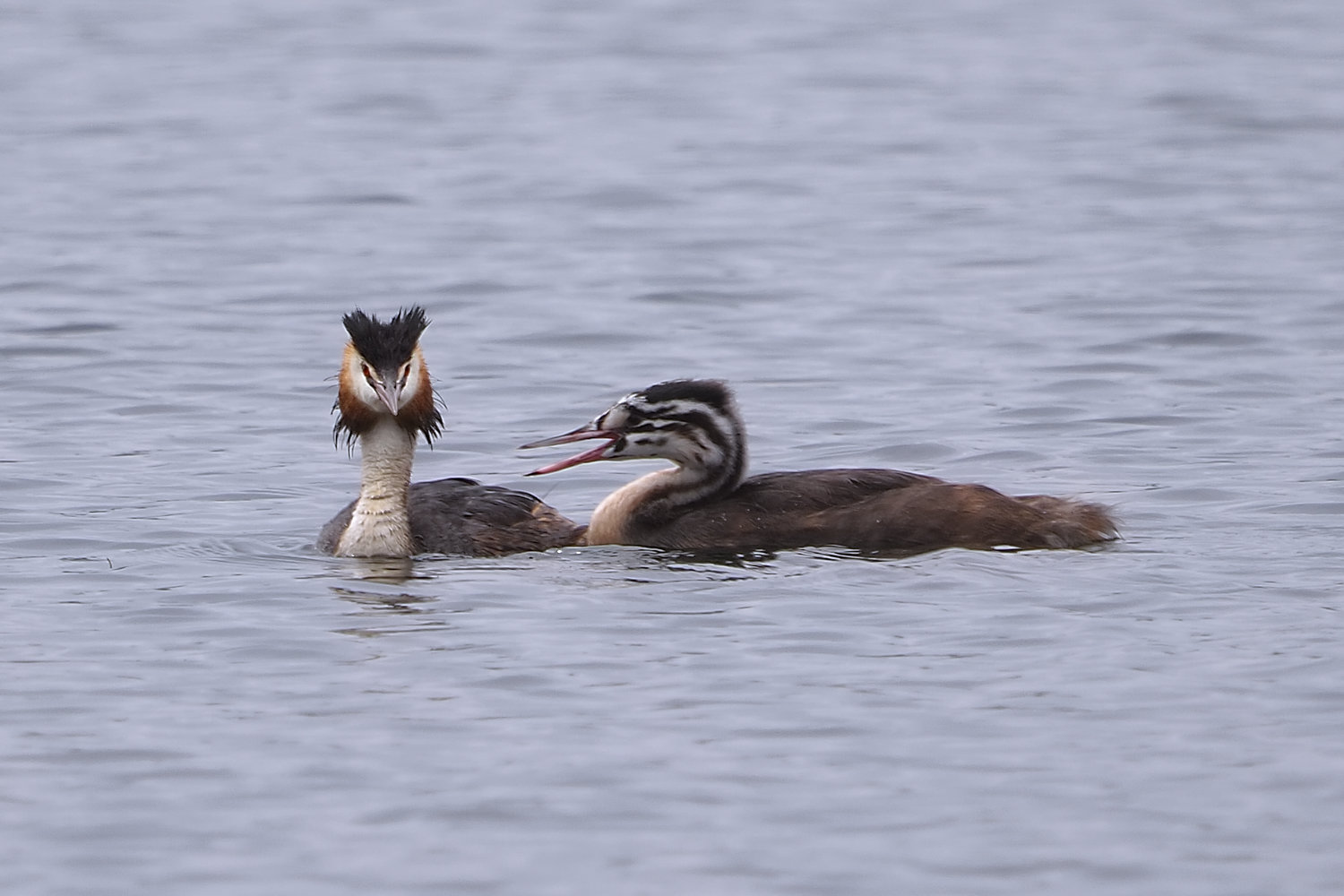 Grebe4