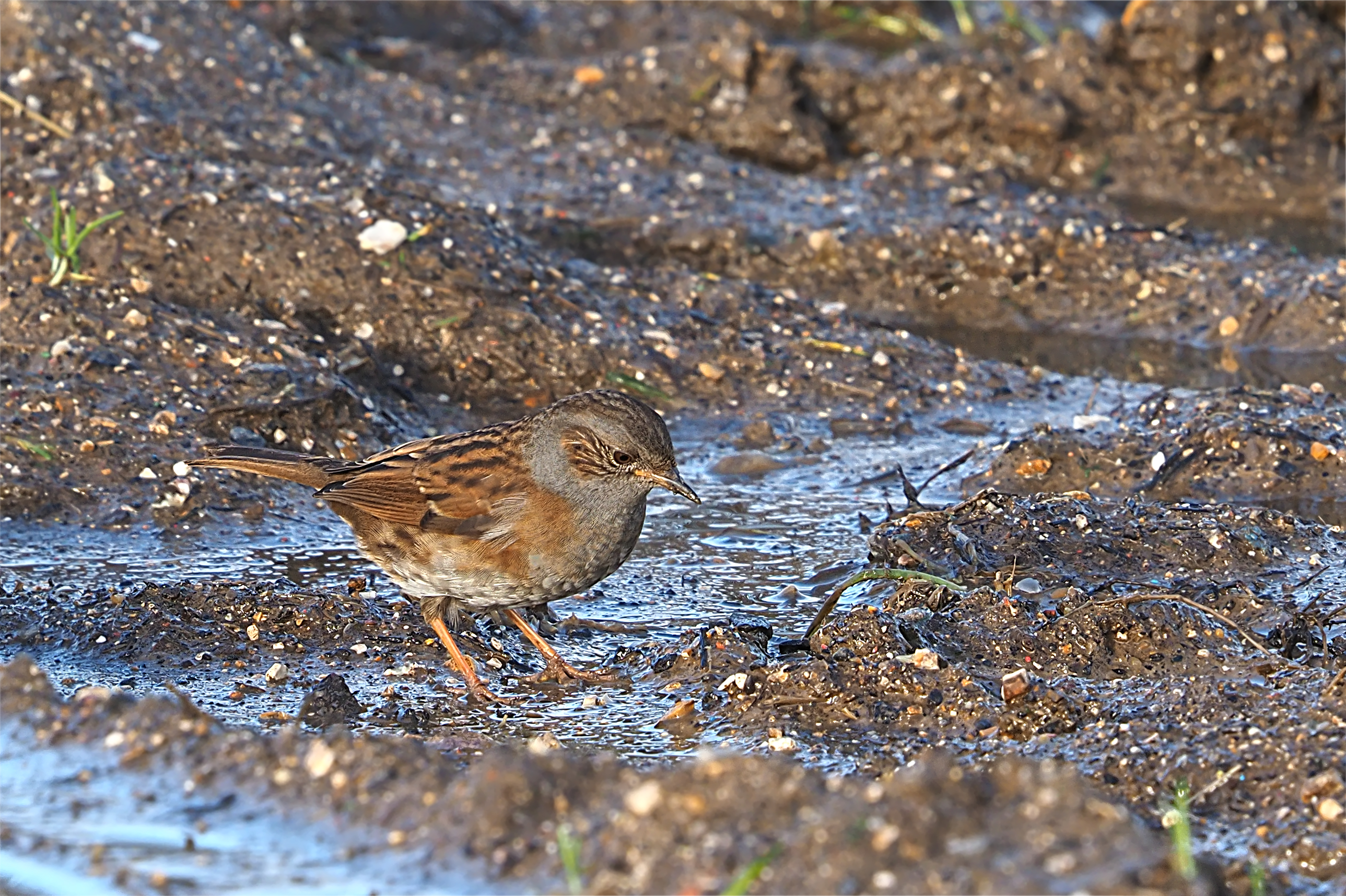 dunnock