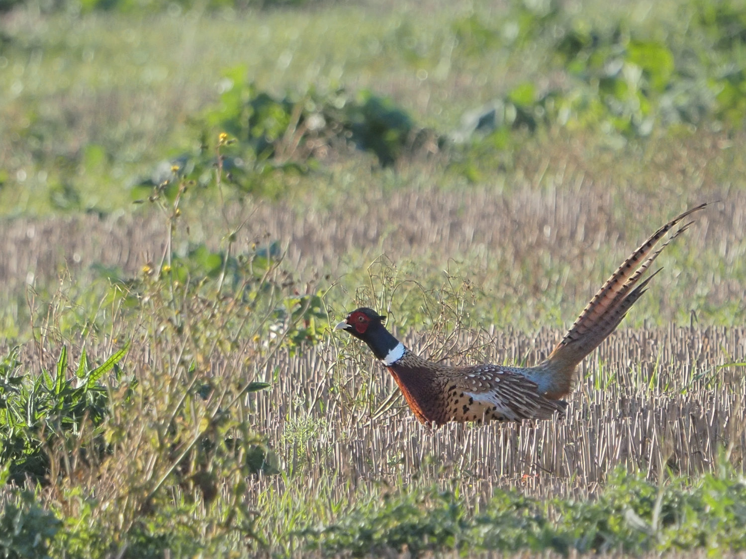 Pheasant