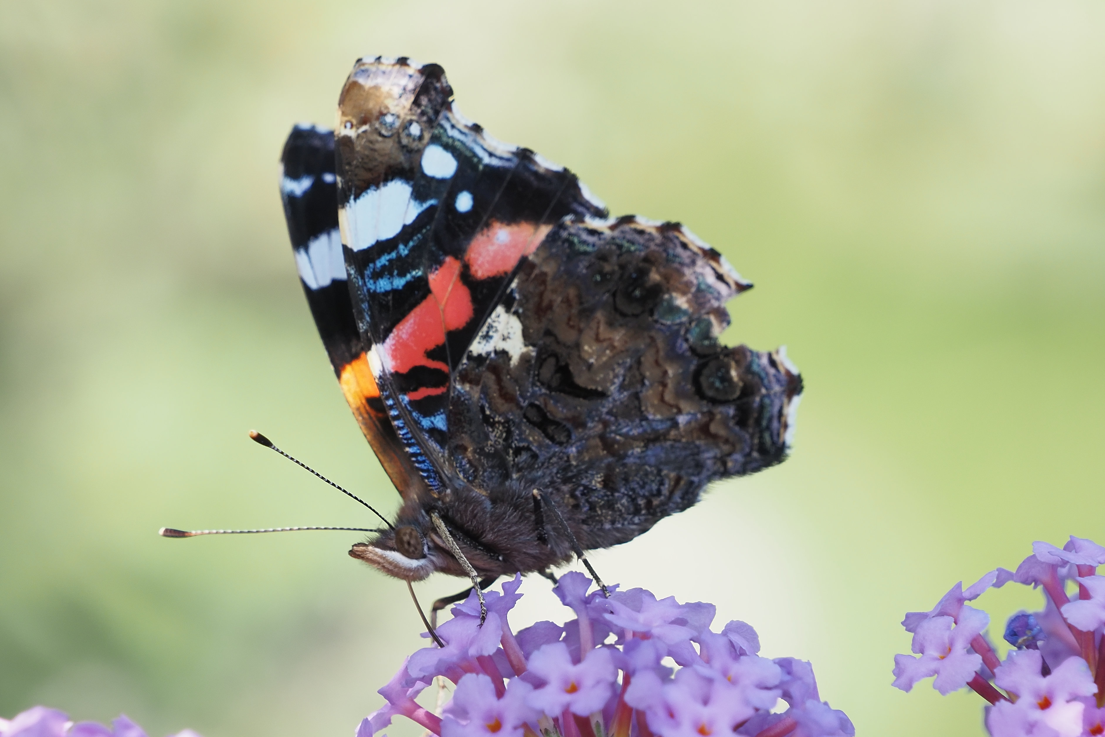 red admiral