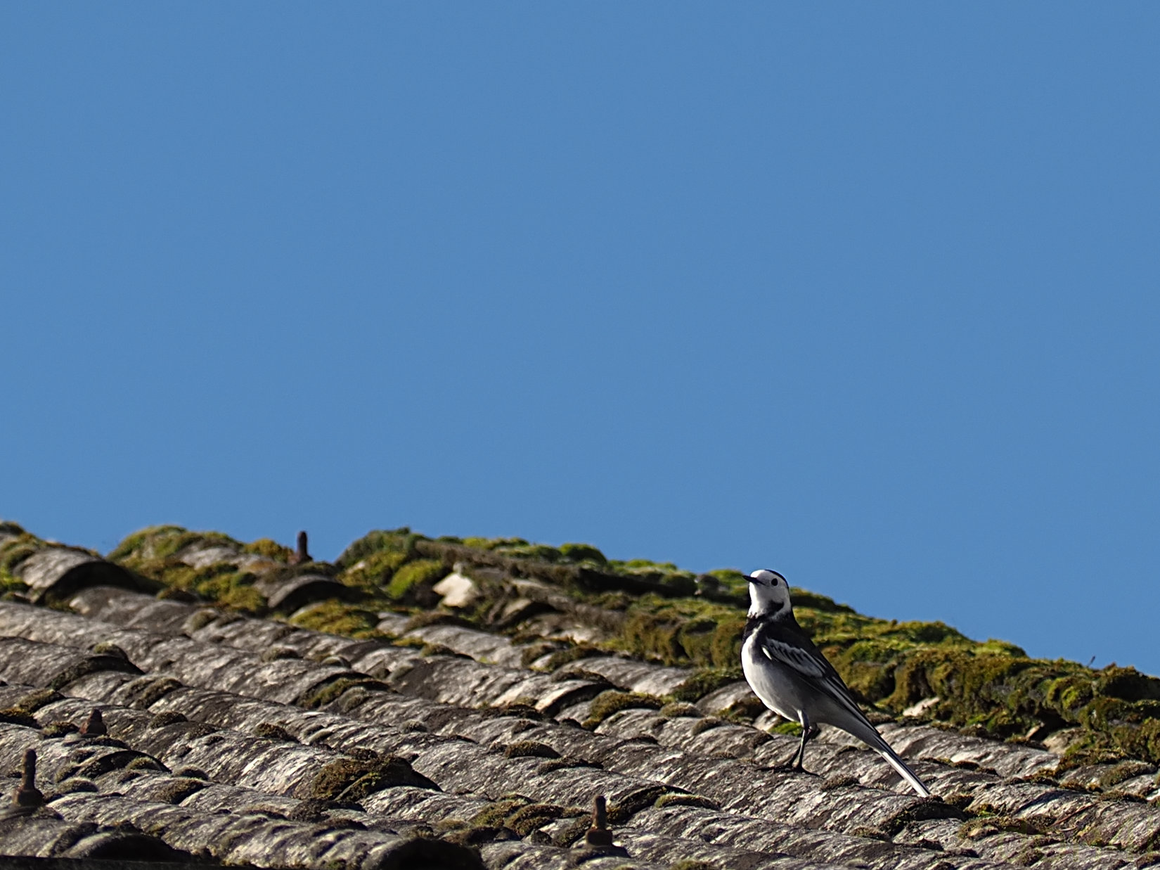 Wagtail