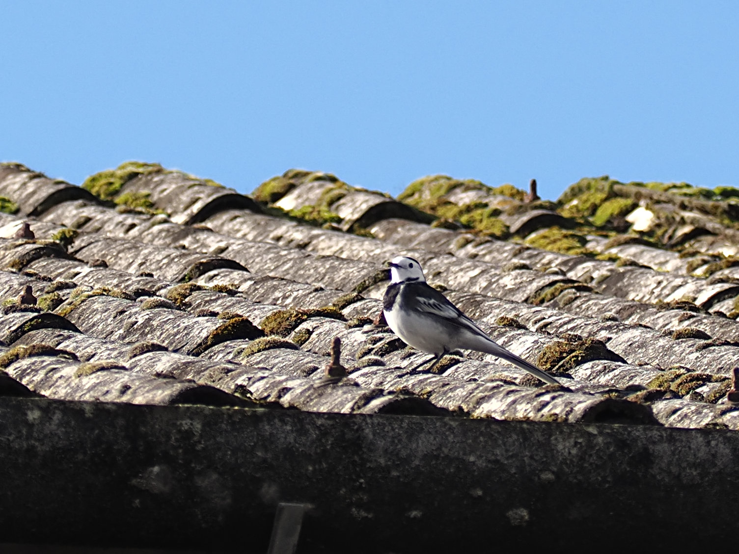 Wagtail