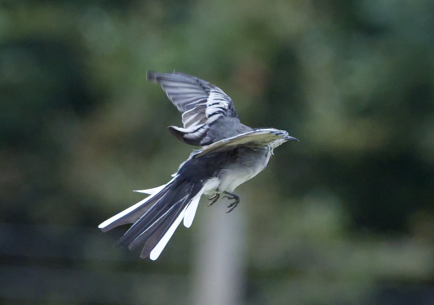 wagtail