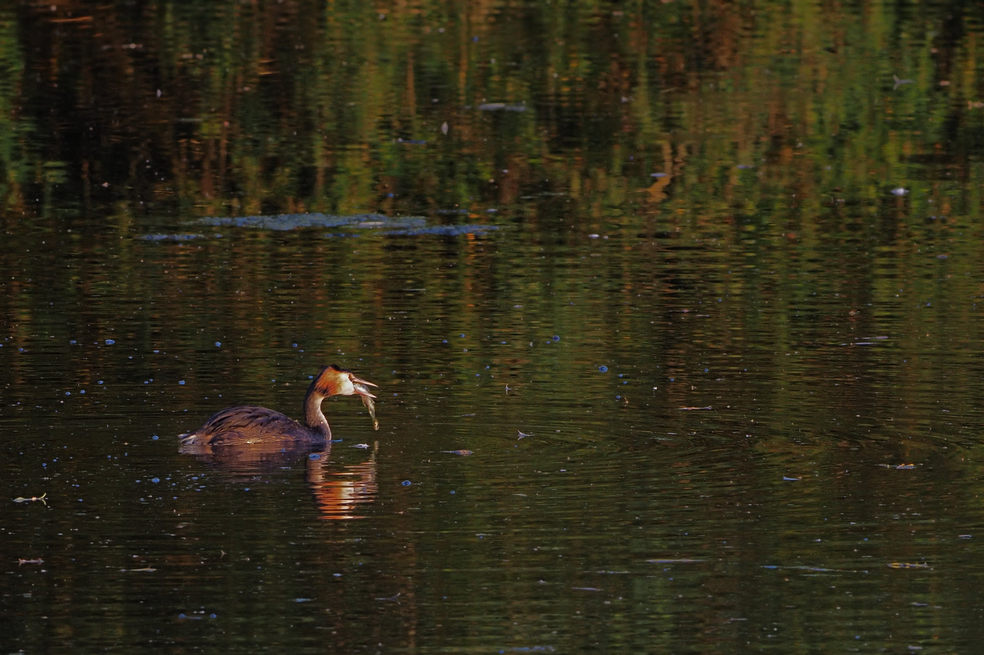 grebe