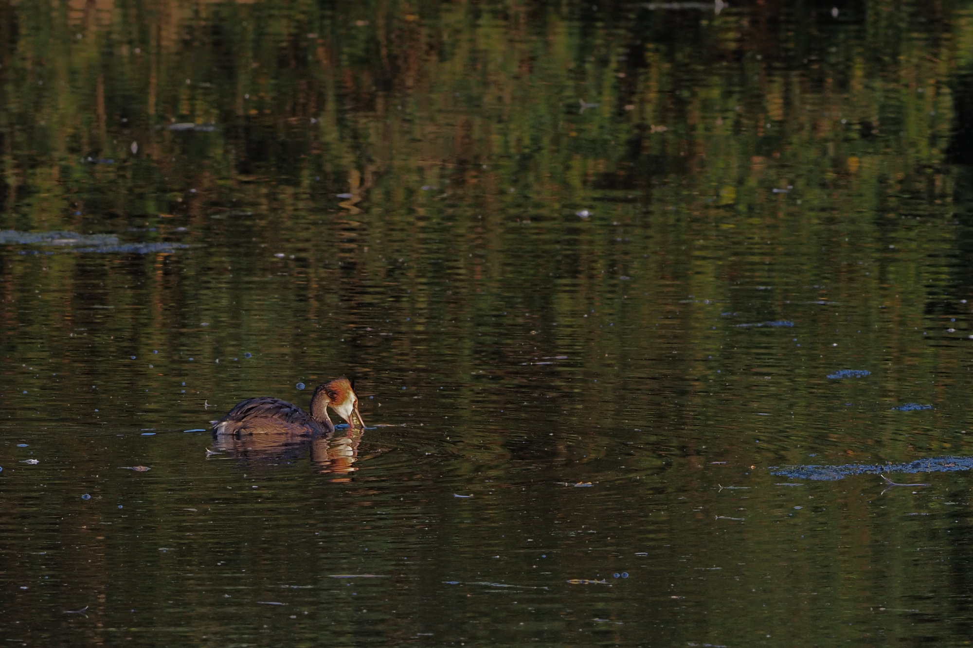 grebe