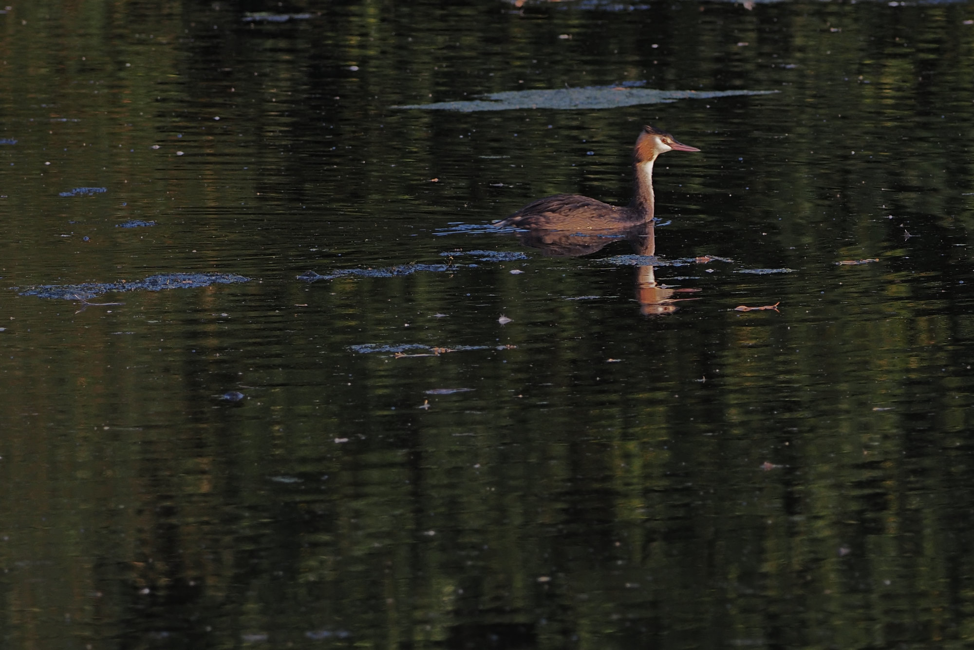 grebe