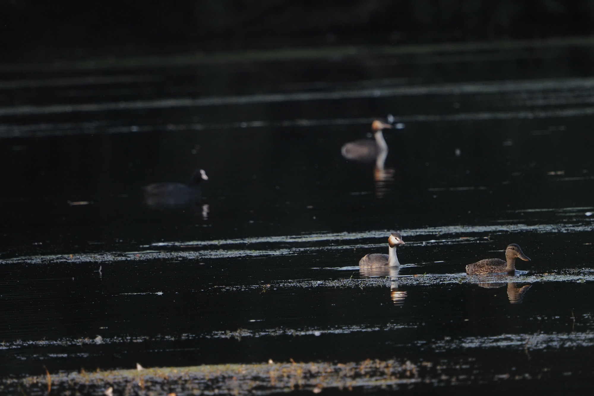 grebe