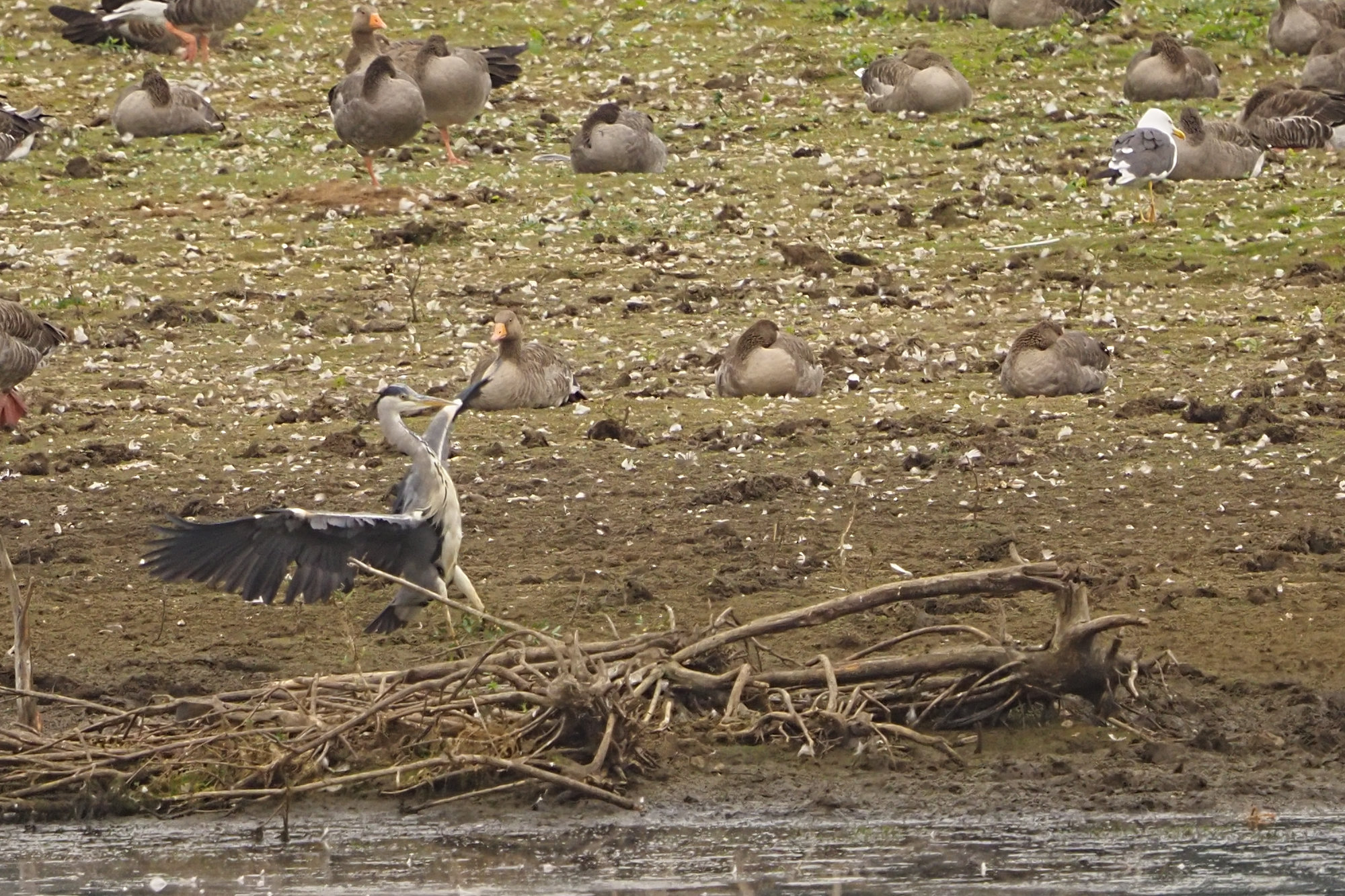 heron