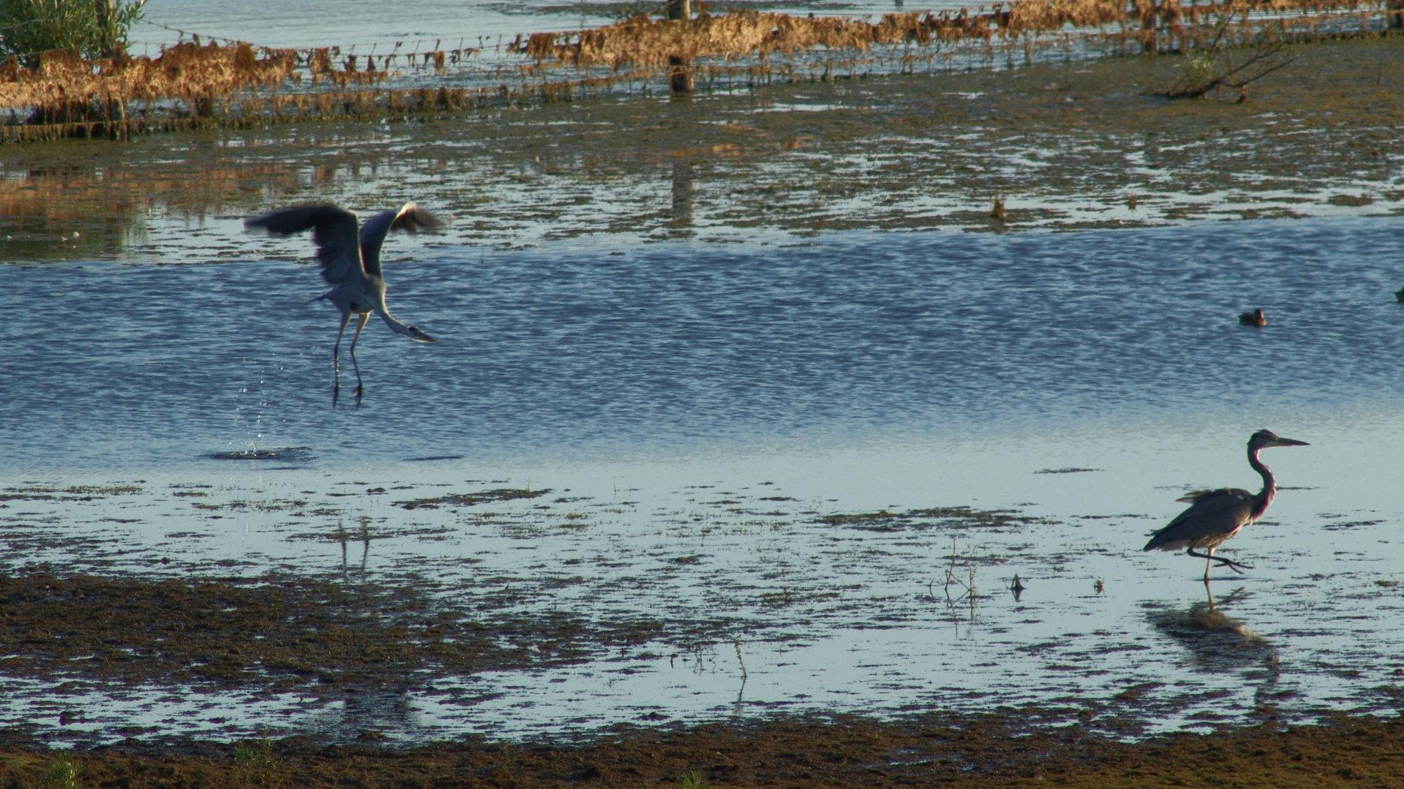 herons