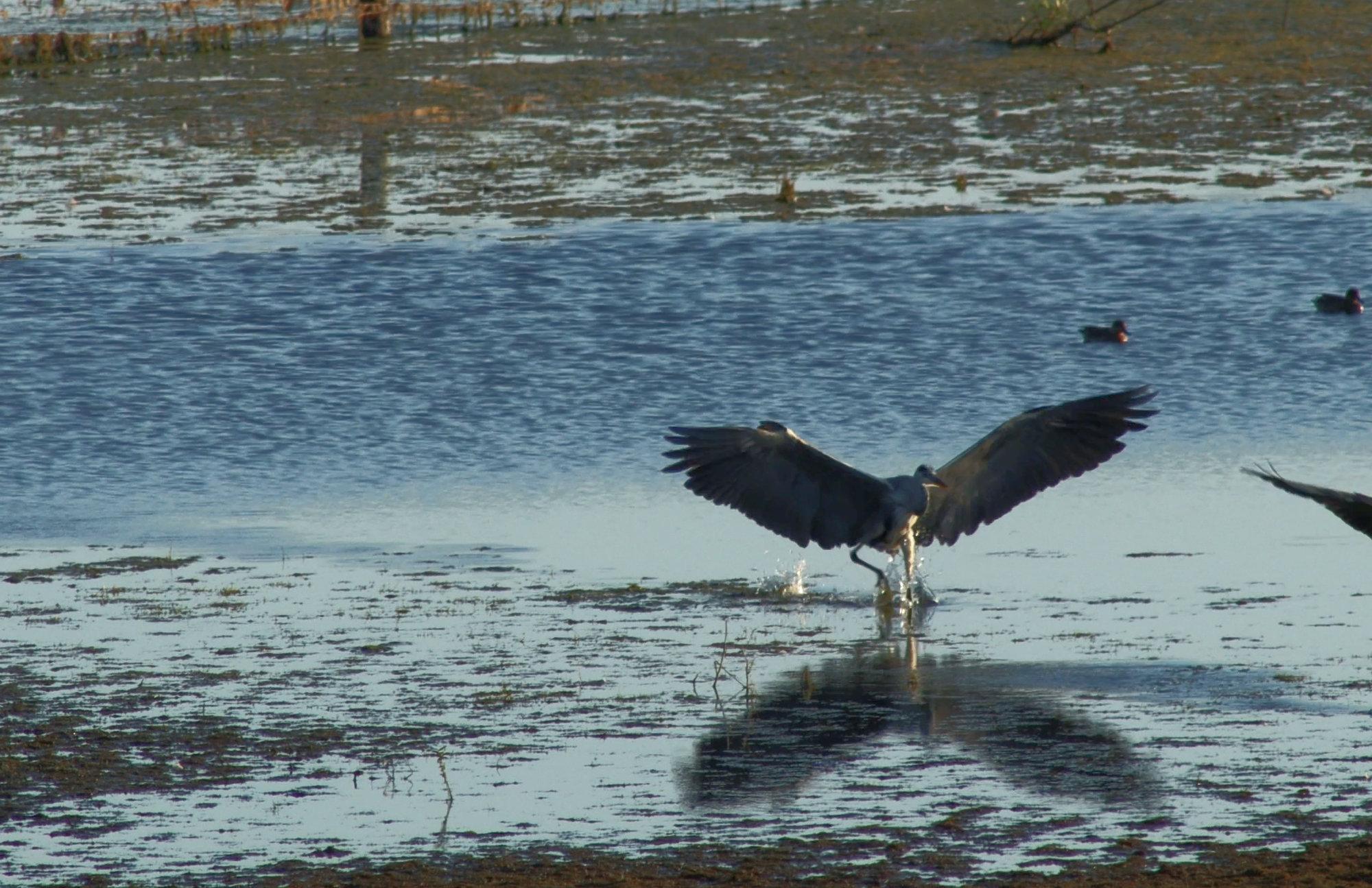 herons