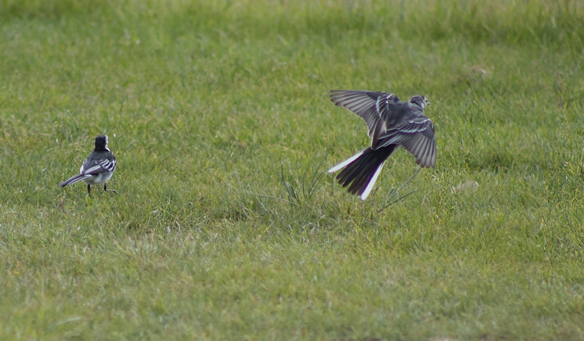 wagtails