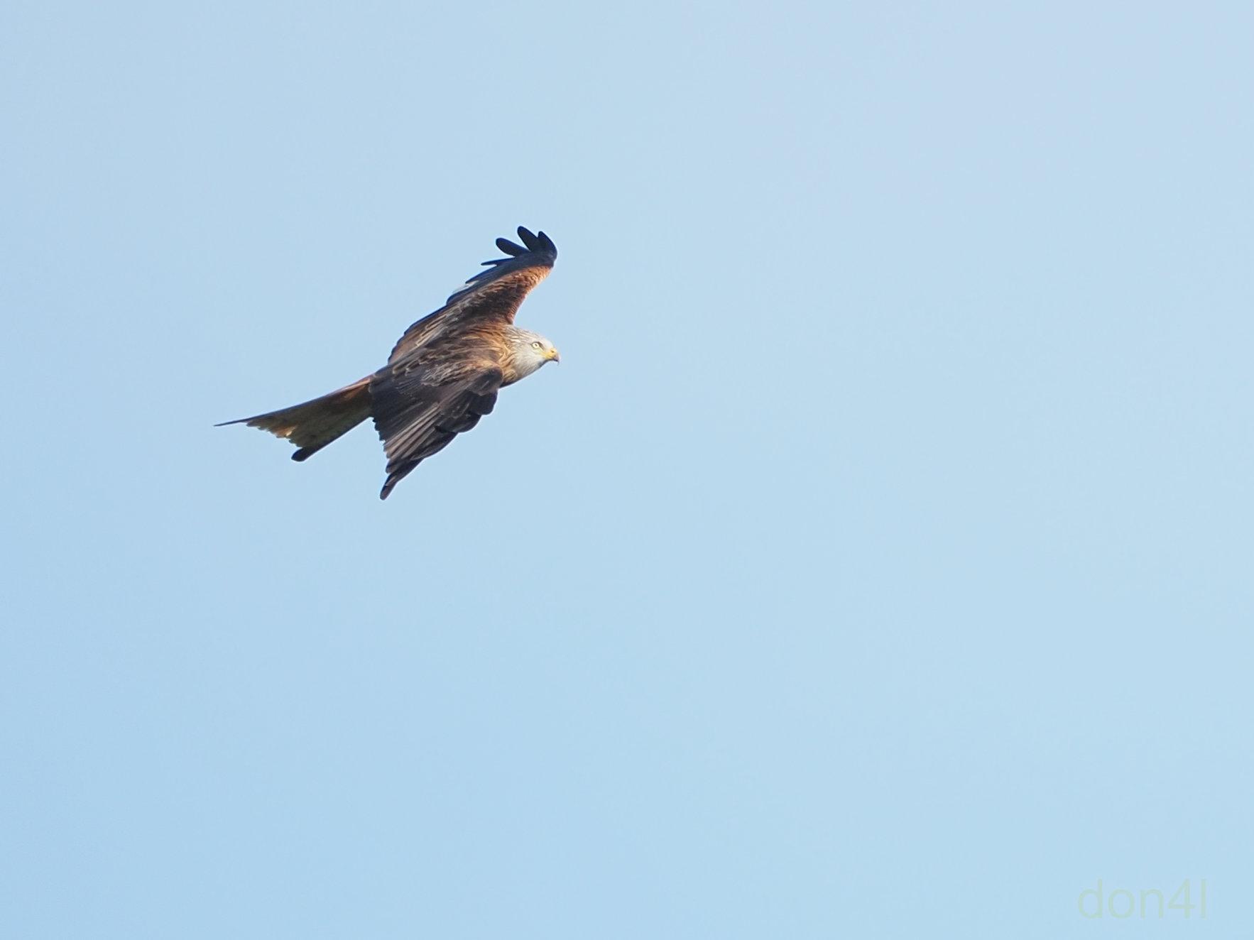 Red kite