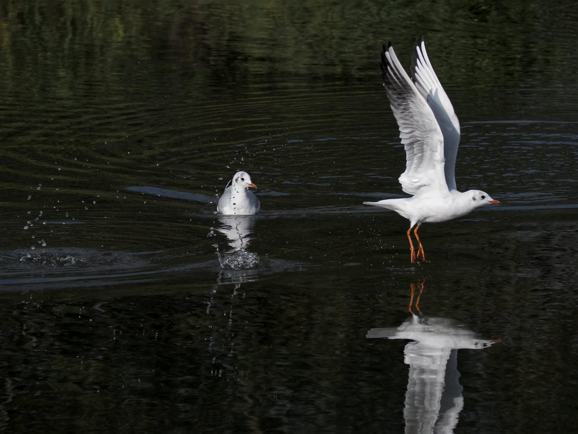 seagulls