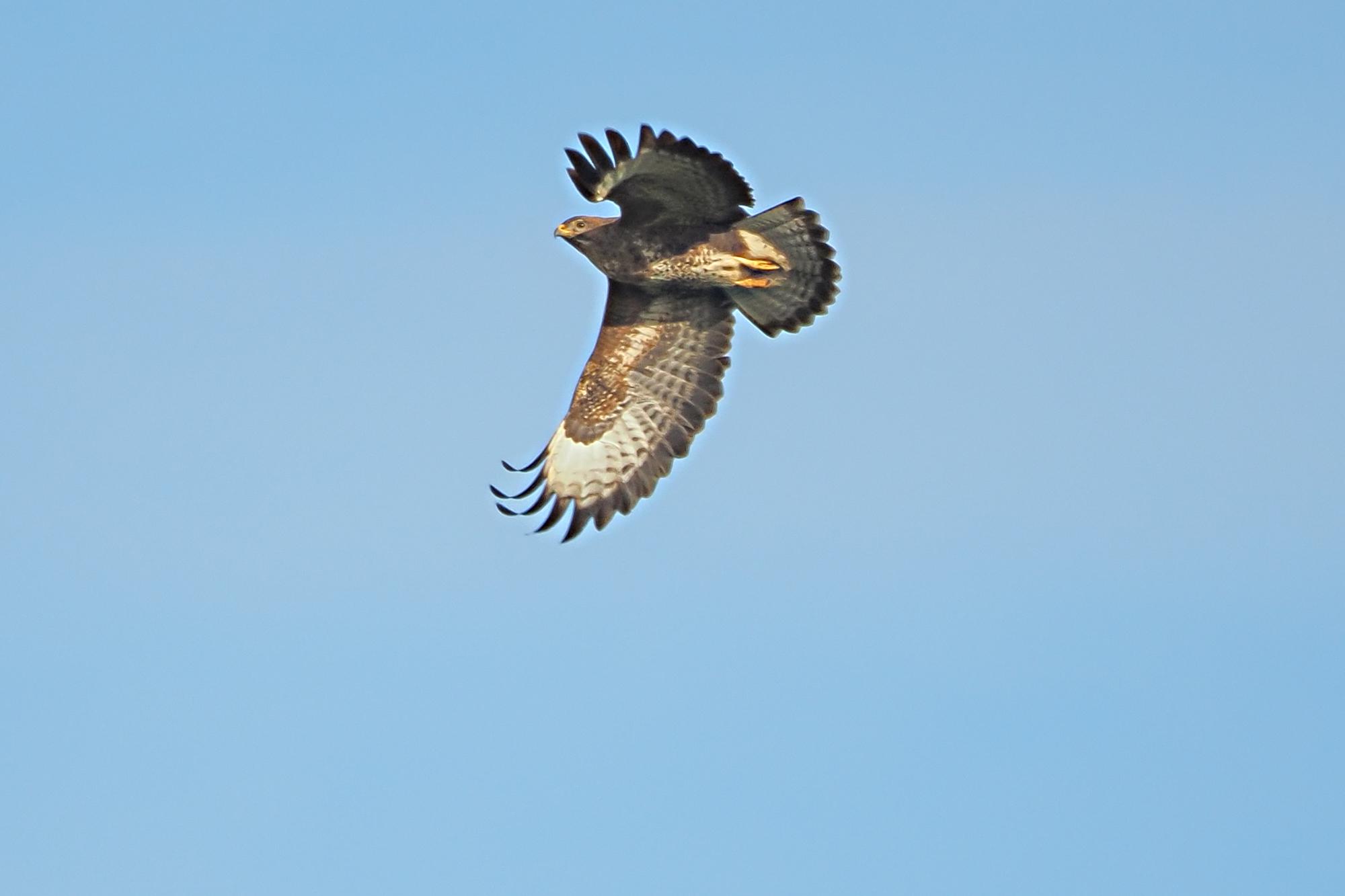 Buzzard