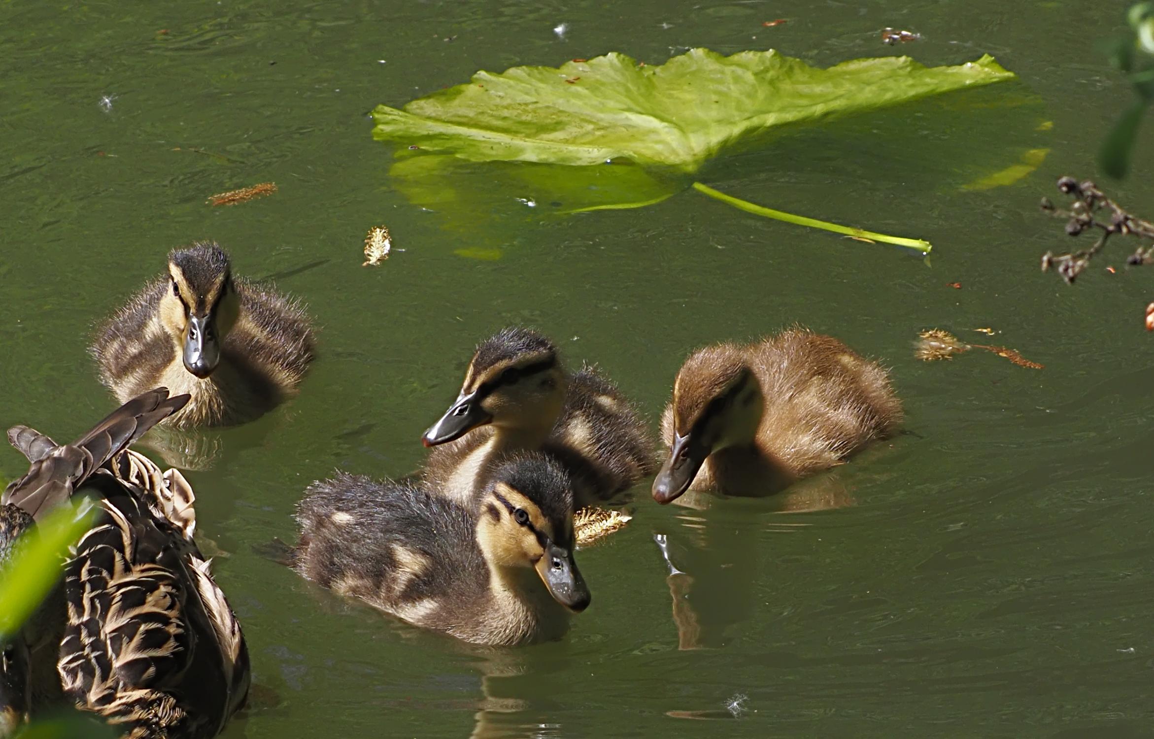 Ducklings