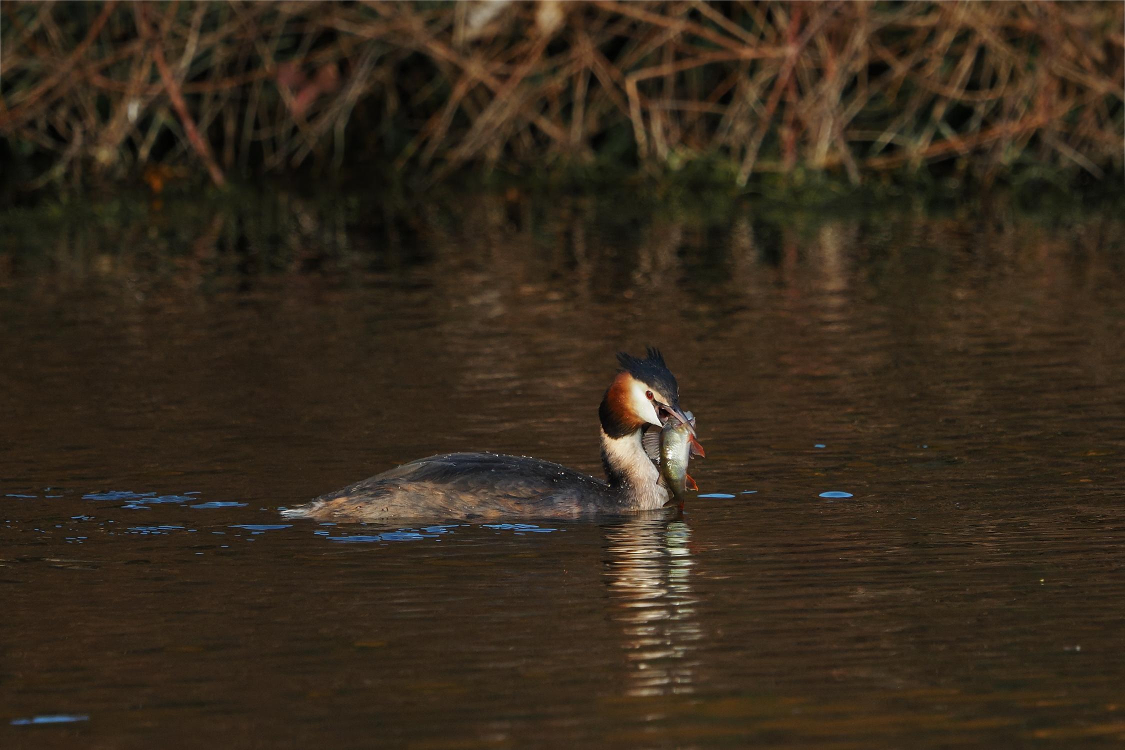 Grebe