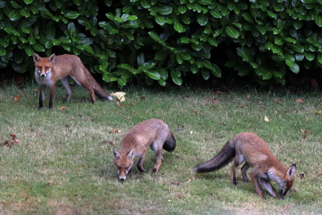 Fox Trio