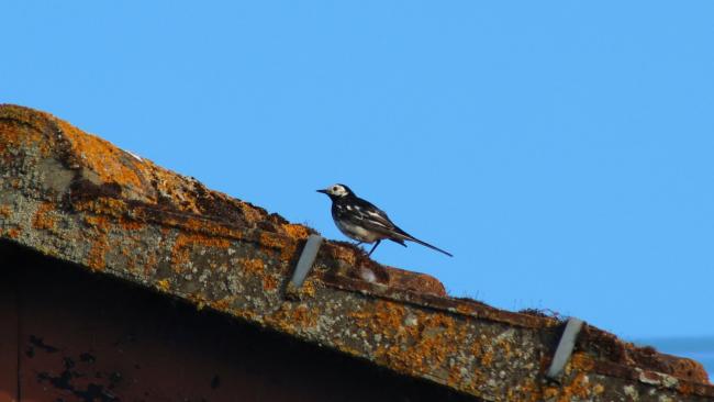 Wagtail