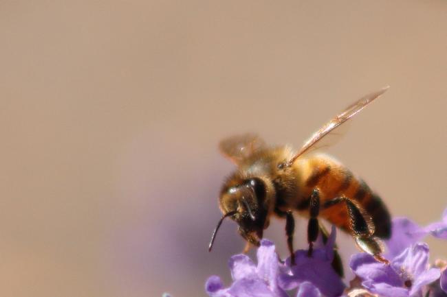 bee