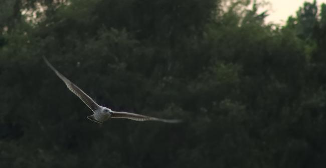 in flight