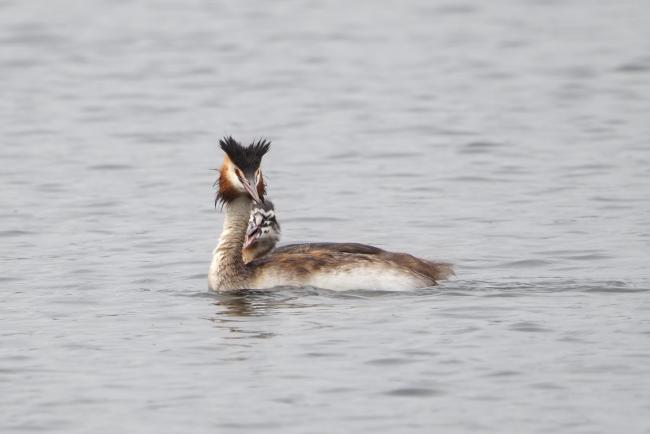 grebe