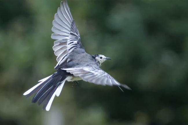 wagtail