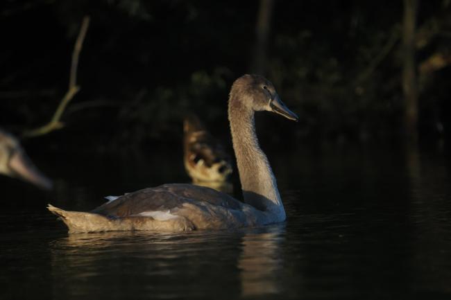 cygnet