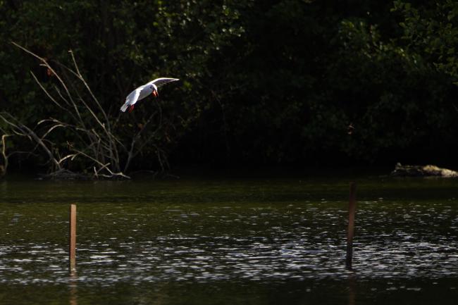 Gull and Dragon