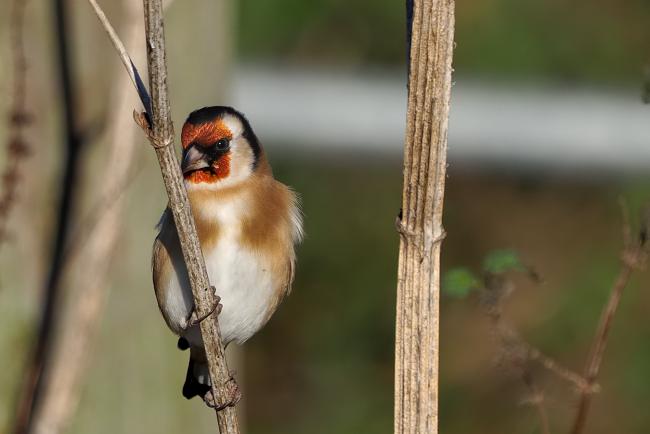 Goldfinch