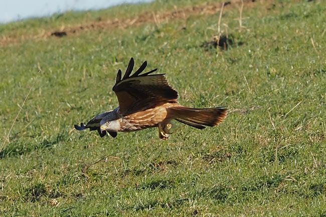 Red Kite