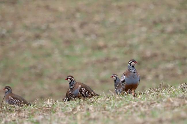 Partridge