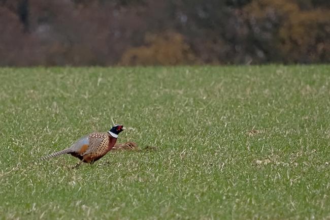 Pheasant