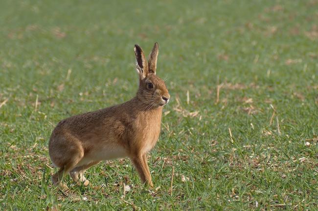 Hare