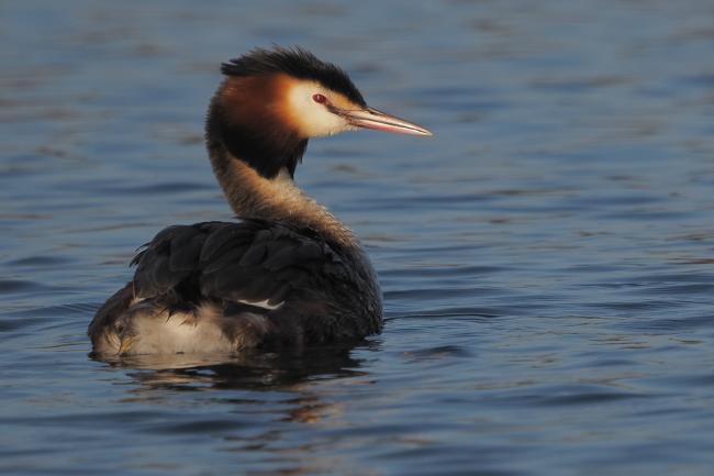 Grebe