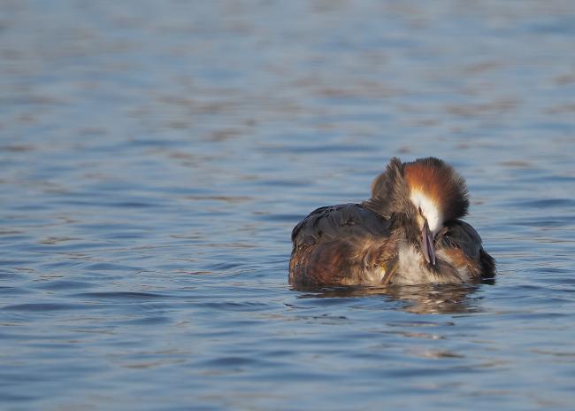 Grebe