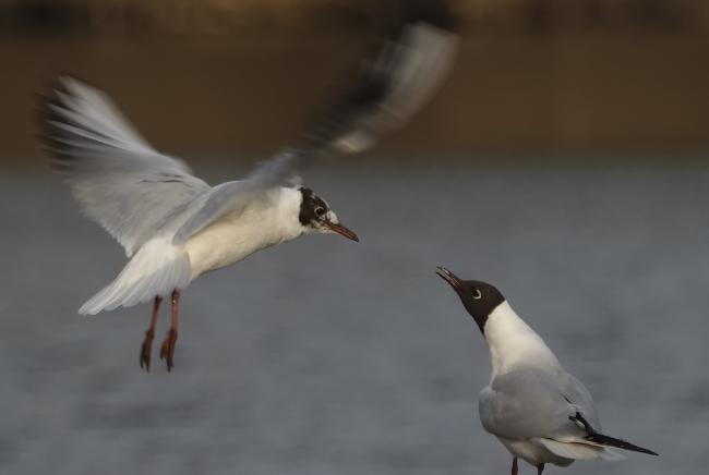 Seagulls