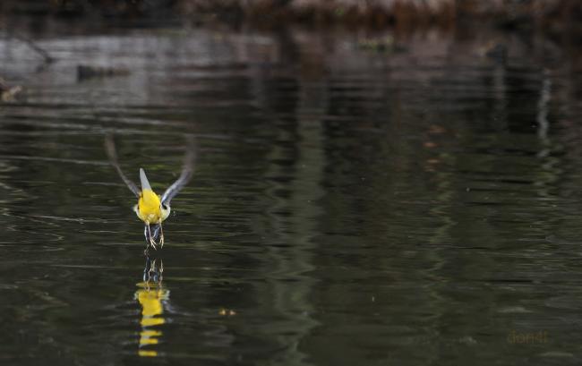 Yellow Wagtail