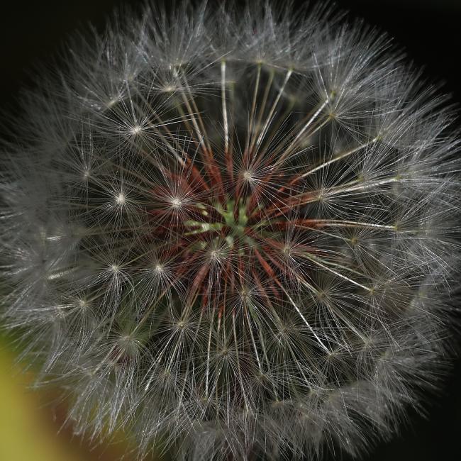 Dandelion