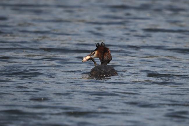 Grebe