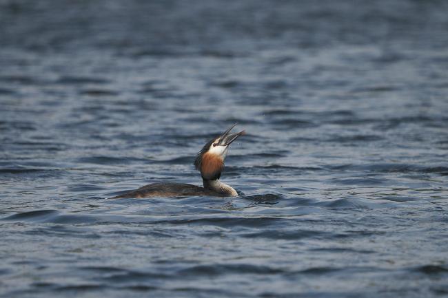 Grebe