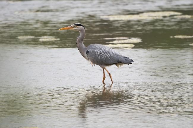 Heron