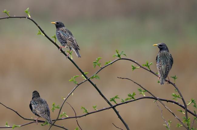 Starlings